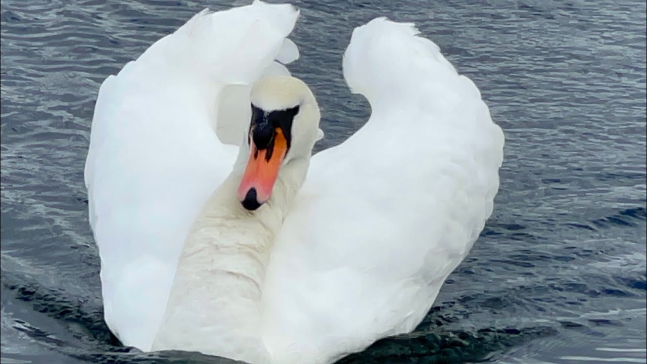 Swan Pair On Walpole Pond Will Be Named Jimmy & Libby! Both Showing