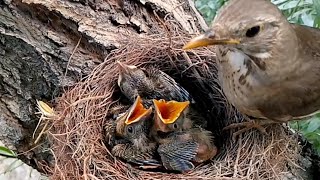 New Bron Bird's Babies Feeding.