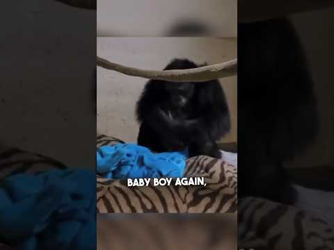 Videó: Pet Scoop: Yorkie 6 év után összeillesztette a tulajdonosát, Gorilla Baby kap emberi szubsztitúciót