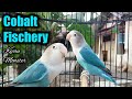 Jenis Burung Lovebird Cobalt