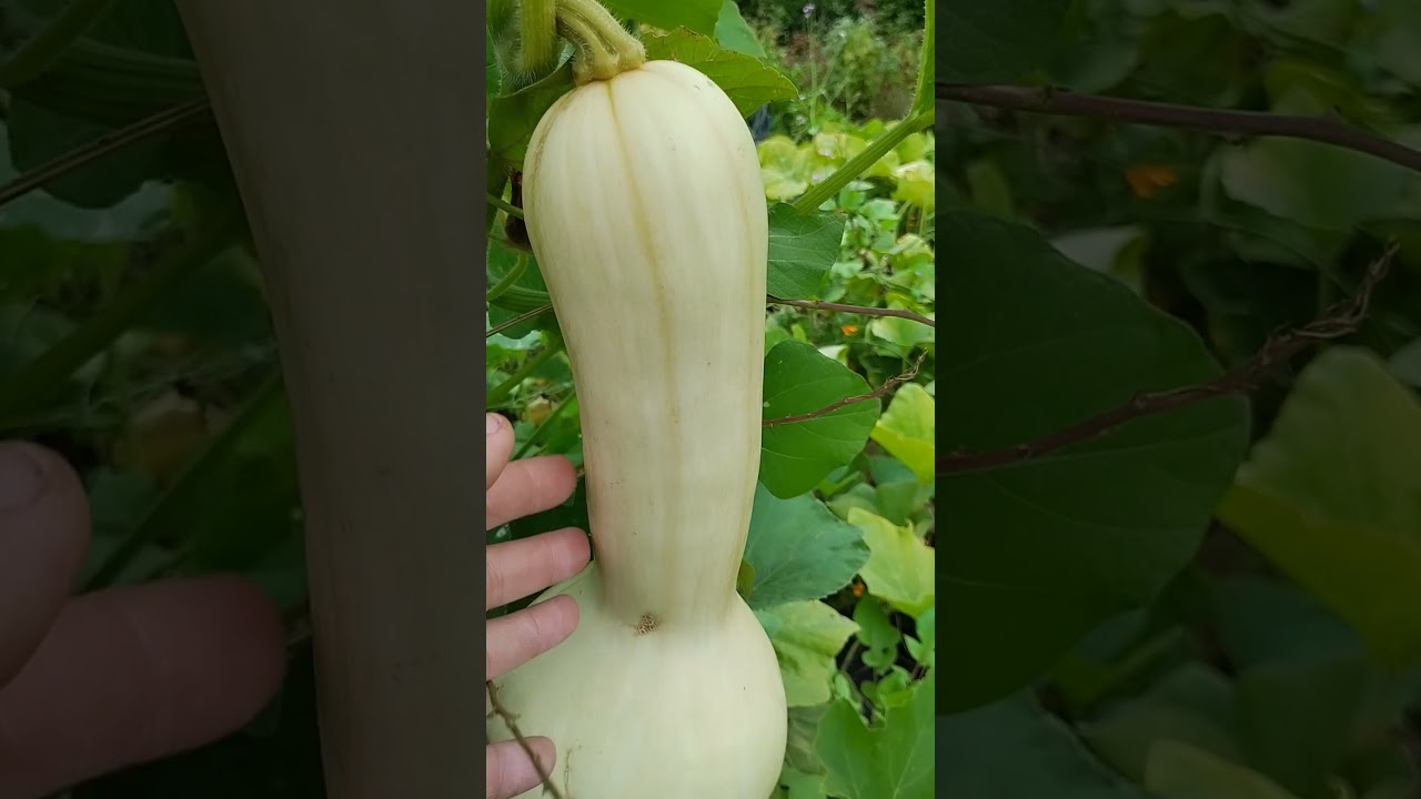 Canada crookneck squash 