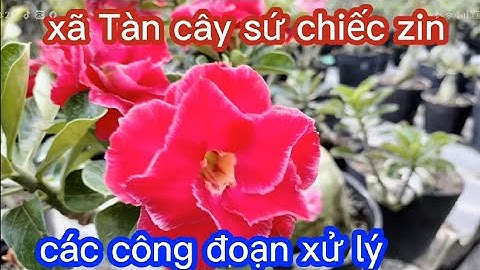 xã tàn cây sứ chiếc Zin và các công đoạn sử lý cây mẹ và nhánh chiếc (với vây thay chất trồng )