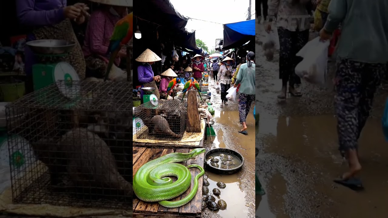 Life at Traditional Asian Animal Markets@SyahrulRizki-ai