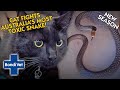 Bold Cat Fights Australia's Most Deadly Snake | BRAND NEW SEASON | Full Episode | Bondi Vet