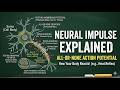 The Neural Impulse | How Your Brain Sends Electric Signals