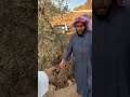 يحفظنا وإياكم من كل سوء ومكروه سنابات ابوعجيب ابوحصه ابوعجيب ابوصالح