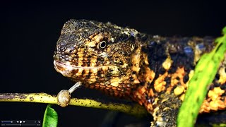 Northern Guangdong Woodland Series | Episode 1: Chinese crocodile lizard