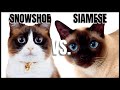 Snowshoe Cat VS. Siamese Cat の動画、YouTube動画。