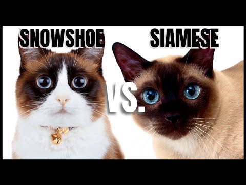 Video: Snowshoe Miv Muaj Hypoallergenic, Noj Qab Haus Huv Thiab Lub Neej Span