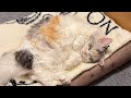 じわじわとぽっちゃり化する猫