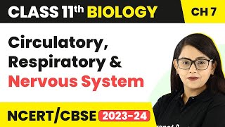 Cockroach Anatomy Class 11|Circulatory, Respiratory & Nervous System|Structural Organisation Animals