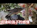 斑鳩和鴿子從小一起長大，似乎忘了自己不是同類，不料因為食物就翻臉？ 【蒙面鳥哥】