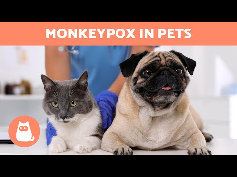MONKEYPOX in DOGS and CATS 🐶🐱⚠️ (Symptoms, Contagion and Treatment)