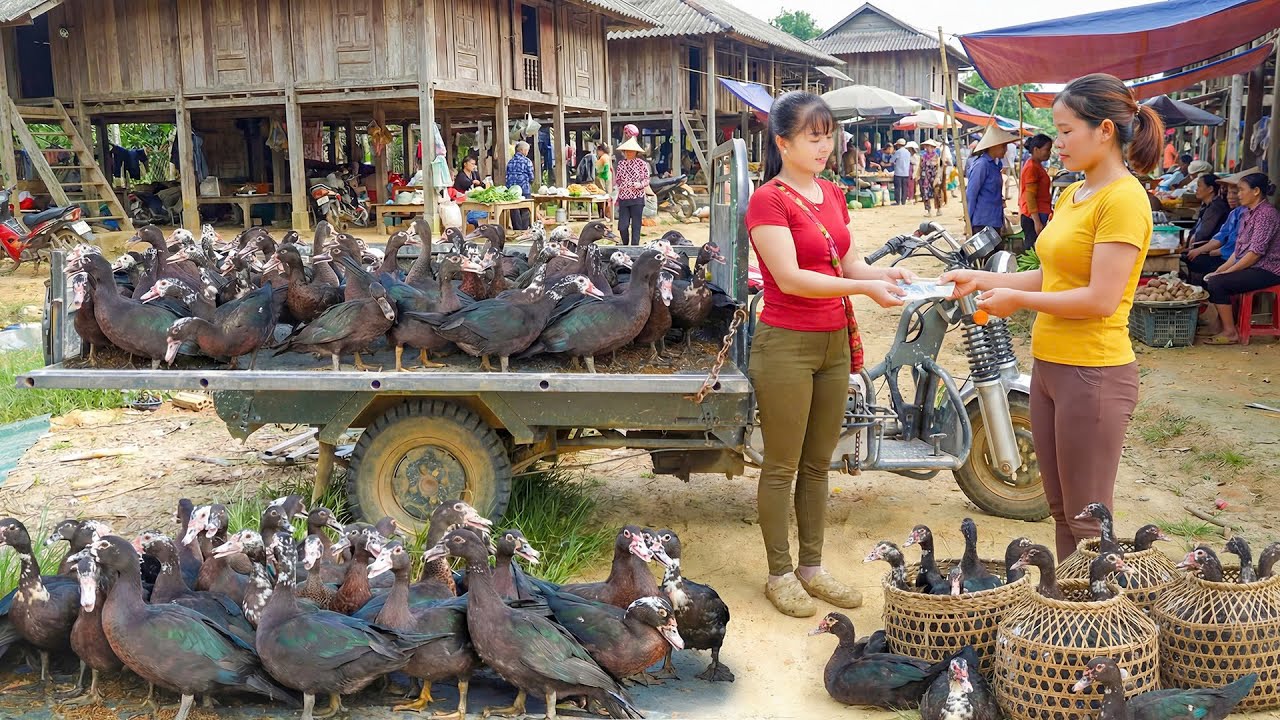 TIMELAPSE -- Harvesting Giant Musk Duck From Farmer - Moving To Market To SELL By 3-Wheeled Truck