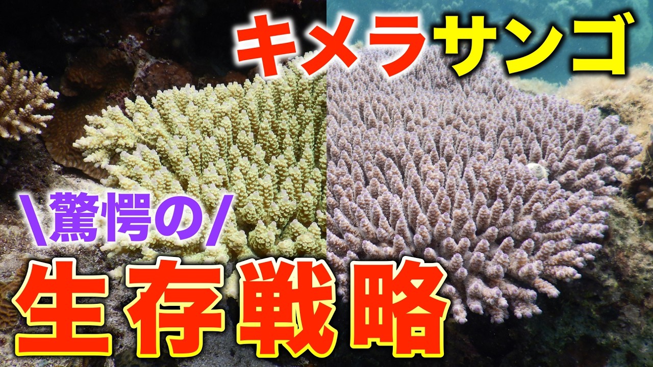融合して生き残る、サンゴが選んだ「キメラ」という戦略