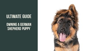 The Ultimate Guide to Raising a Happy German Shepherd Puppy | German Shepherd Puppy Care Tips