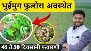 भुईमुग पिकावर तिसरी महत्त्वाची फवारणी // bhuimug pikavr tisari fvarni  @rahulshindekrushi