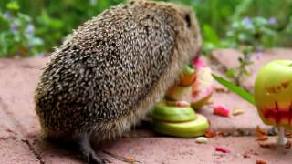 Hedgehog vs Apple Hedgehog vs Apple