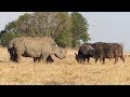 Two Rhino VS Two Buffalo - Heavy Weight battle