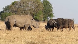 Two Rhino VS Two Buffalo - Heavy Weight battle