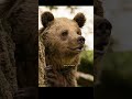 Osos #curiosidades #osos #animales #conservación #biodiversidad #biologia #reintroduccion
