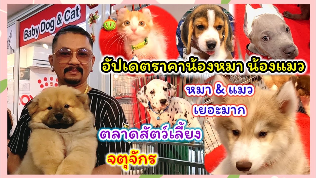สุดยอด!! 180,000 วิว อัปเดตราคาหมา แมว จตุจักร จัดส่งได้ทั้งในประเทศ ต่างประเทศ  ลดราคาพิเศษสุด