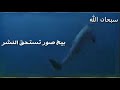 سبحان من سخره وجعله جندا من جنوده 