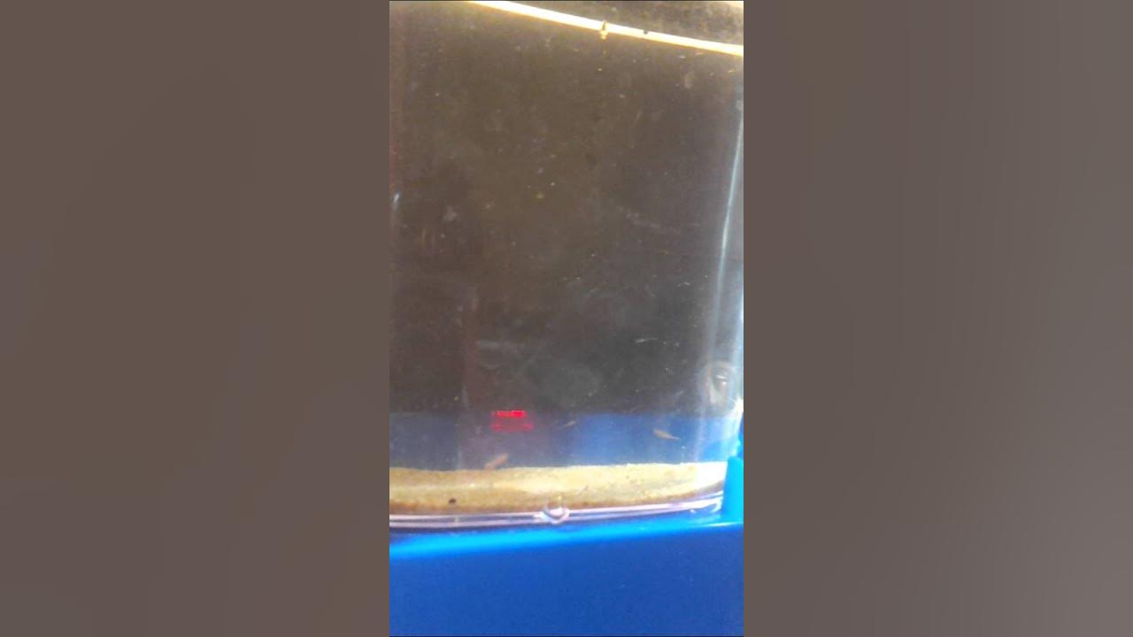 My first Sea monkeysEgg sack YouTube