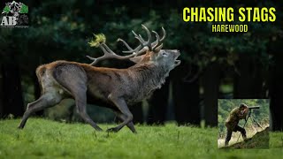 Chasing Stags (Harewood)