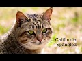 California Spangled - strong, long body の動画、YouTube動画。