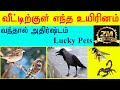 வீட்டிற்குள் எந்த உயிரினம் வந்தால் அதிர்ஷ்டம் |Lucky Pet for Human | Indian astrology predictions