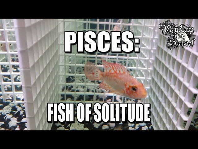 Pisces: Fish of Solitude ♓ - Mystery School 236 class=