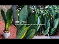 Cara Menanam &amp; Memperbanyak Lidah Mertua | Snake Plant Propagation