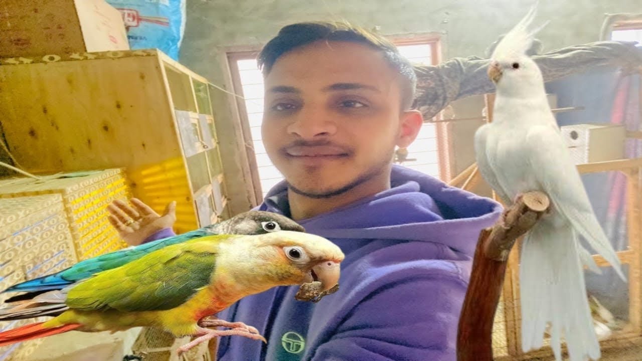 Sare Parrot Ko Aur Finches Ko Egg Food De Diya