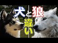 【狼と犬の違い】オオカミは東アジアで犬に進化した