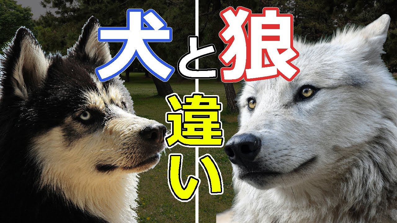 【狼と犬の違い】オオカミは東アジアで犬に進化した YouTube 【狼と犬の違い】オオカミは東アジアで犬に進化した YouTube