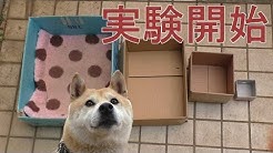 柴犬小春kohachannel Youtube