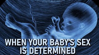 Pregnancy: When Your Baby’s Sex Is Determined