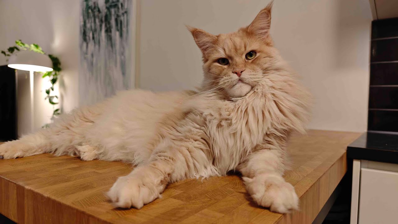 Maine Coon Adventures Live!