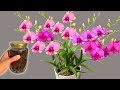 One bottle per month! surprised! Any type of orchid grows and blooms magically