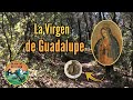 La Medalla de la Virgen de Guadalupe  #BlackCatDeteccion  #LaVirgenDeGuadalupe | #FelinosDeLaMontaña