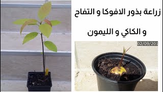 زراعة الليمون و التفاح و  الكاكي و الأفوكادو من البذرة (تجربة الاخت نعيمة من فاس، المغرب)