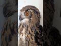 大きな玉ねぎとフクロウ(〇v〇)