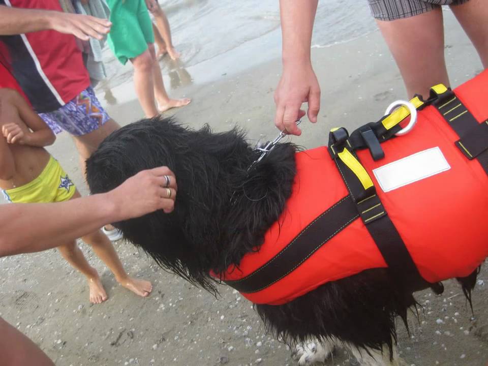Spiagge Per Cani Rimini Dog Beach Libere E Attrezzate Con