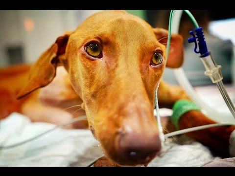 TRAGIC ACCIDENT! DOG WITH BRAIN DAMAGE FIGHTS FOR HER LIFE.. AGAIN!