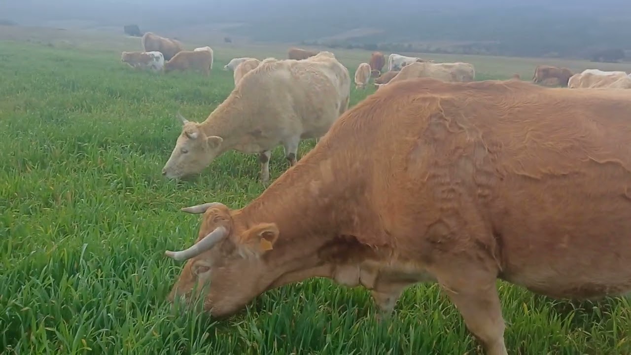 Buenos días, Hay que sembrar, para recoger, (La vaca si no come, no da Leche)👌