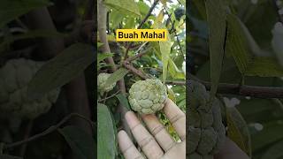 Ini adalah Buah Mahal, Sebiji Bisa 160 ribuan Buah Srikaya #buahsrikaya #srikaya #soursop #buah
