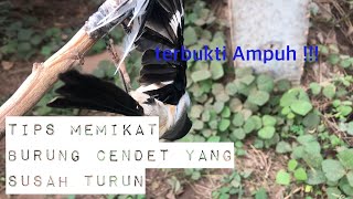 Tips Memikat Burung Cendet di alam liar yang susah Turun TERBUKTI AMPUH !!!