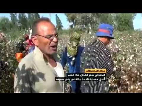 جولة المحافظات .. انخفاض أسعار القطن