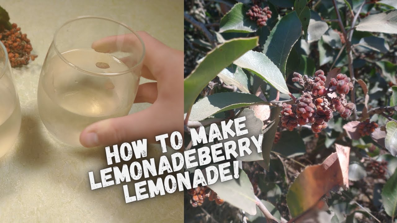 We make Lemonadeberry lemonade!